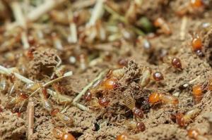 Termite Pest Control Long Island