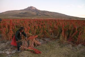 Bolivia-05-2014-ER-AA_farmer field