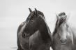 Photographer Maria Marriott Launches ‘Preservation Prints’ to Support Wild Horse Freedom