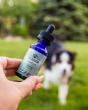Earth Buddy to Launch Study Pages Showcasing CBD Research for Pet Calming and Mobility