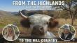 Hairy Heifer Cattle Company Releases New Mini Cow Documentary Showcasing Hill Country Ranch Life