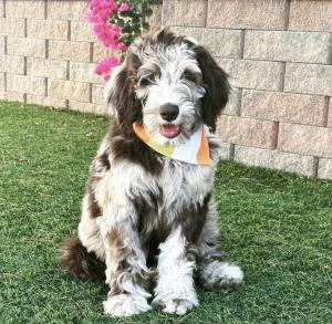 Windsong Doodles has released detailed information about the characteristics, socialization practices, and developmental considerations of various Goldendoodle breeds, including the merle Goldendoodle Merle Goldendoodles