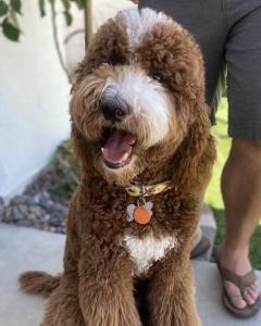 English cream Golden Doodle