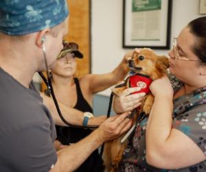 A 2025 Wellness Clinic participant receives wellness exam and updated vaccines from volunteer veterinarian and his team.