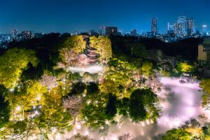 Night Sakura Sea of Clouds at Hotel Chinzanso Tokyo