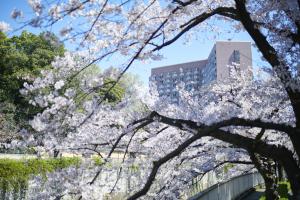 Cherry Blossoms at Hotel Chinzanso Tokyo