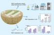 When biodegradable isn’t fast: Soil study uncovers long-lasting PBAT microplastics and their byproducts