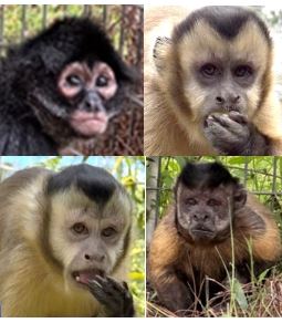 24236416 rescued spider and capuchins 20