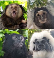 24236417 rescued munchkins 2025