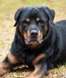New Discoveries in the Oldest-Living Dogs: Loss of Gonad Function Earlier in Life Jeopardizes Sturdier Living in Old Age