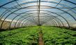 Horticultural Greenhouse Market to Surge at 17.2% CAGR by 2031 | APAC Leads with 40% Share in Protected Cultivation