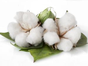 Organic cotton