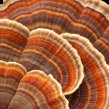 Foraging Transparency: Functional Mushroom Council Launches