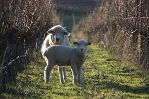 sheep in a vineyard at St. Supéry Dollarhide Vineyard
