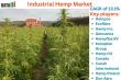 Industrial Hemp Market Set for Explosive Growth: New Opportunities Unlocked for 2025-2032 | DataM Intelligence
