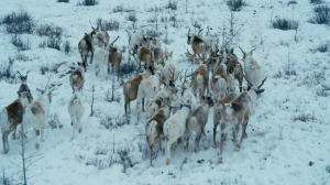 Mongolia is the perfect place for wildlife encounters during Mongolia tours