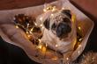 Veterinarian Provides Advice for Pet Safety During the Holidays