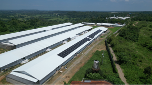 A long-span poultry facility equipped with a Solaren-installed rooftop solar array, showing photovoltaic panels across the full length of the building.