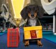 Pet Travel Advisors Launches Pet Relocation Services Across the United States