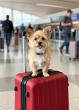 Pet Travel Advisors Launches Pet Relocation Services in Metro Atlanta