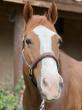Quarter Horse Benefits from VetStem Cell Therapy for Suspensory Ligament Injury