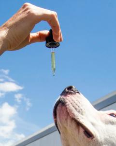 Earth Buddy recommends pairing its pet wellness products with other enrichment toys and treats to create the perfect pet gift.