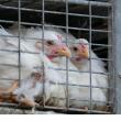 Amid Avian Flu Outbreak, Veterinarians Call for End to Controversial Poultry Kill Method