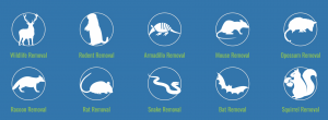 Wildlife removal services in Orlando FL