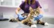 AAHA Releases Comprehensive Cancer Care Resource for Veterinary Practices 
