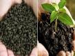 Biofertilizer Market to Reach USD 6,624.54M by 2032 at 12.7% CAGR Driven by Sustainable Farming Demand