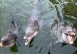 Swim with Dolphins Florida Keys: John 'The Dolphin Expert' Highlights Sandy, Capri & Soleil’s New Chapter in Islamorada
