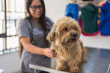 VacciCheck® Helps Veterinarians Redefine Preventive Care with On-Site Immunity Testing