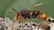 Invasive 'Dwarf Murder Hornet' Spreads Across Southeast, Threatening U.S. Pollinators