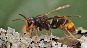 A fast-spreading invasive Asian hornet is expanding across the southeastern United States and poses a serious, largely overlooked threat to pollinators, beekeepers, and American agriculture Yellow Legged hornet resting on a branch