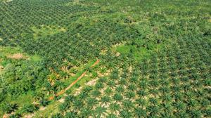 Africa is losing forests at an alarming rate Palm Plantation Africa