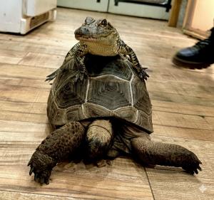 Verde Valley Oasis Reptile Ranch & Rescue (VVORRR), Northern Arizona’s growing hub for reptile rescue, rehabilitation, education, and ethical exotic care, proudly announces its formal introduction to the community and statewide partners A small alligator resting on top of a large tortoise indoors, showing an unusual and memorable wildlife interaction.