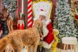 Annual Mercedes-Benz of Wilsonville Santa Paws