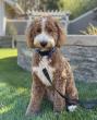 Windsong Doodles Outlines Its Family-Integrated Puppy Rearing Practices