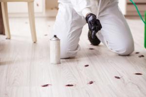 roaches removal