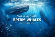 Swimming With Sperm Whales in Dominica: One With Whales Announces 2026-2027 Dominica Expeditions