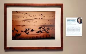 Sandhill Cranes take flight in front of an orange-hued sunset background