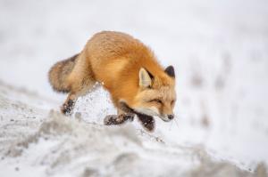 Fox