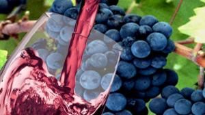 wine glass and vineyard photo