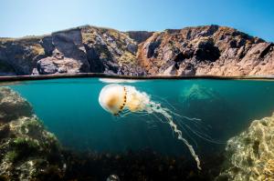 OceanwithDavidAttenborough 1