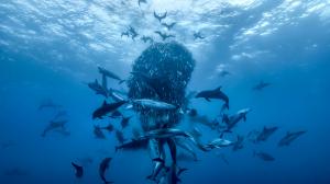 Ocean With David Attenborough ©Silverback Films and Open Planet Studios