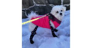 Walkee Paws Launches New Deluxe Plus Boot Leggings for Dogs 16 dog leggings for snow,