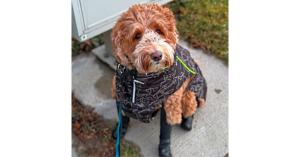 Walkee Paws Launches New Deluxe Plus Boot Leggings for Dogs 17 boots that stay on dogs
