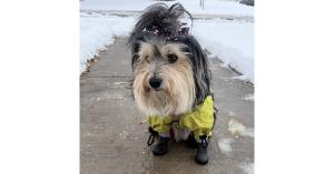 Walkee Paws Launches New Deluxe Plus Boot Leggings for Dogs 18 dog boot leggings,