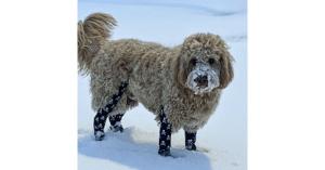 Walkee Paws Launches New Deluxe Plus Boot Leggings for Dogs 19 snow leggings for dogs,