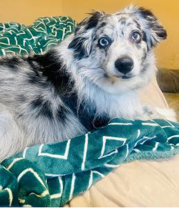 Sasha’s Pet Resort (store.sashaspr